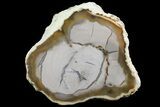 Petrified Wood Limb (Bald Cypress) - Saddle Mountain, WA #69463-1